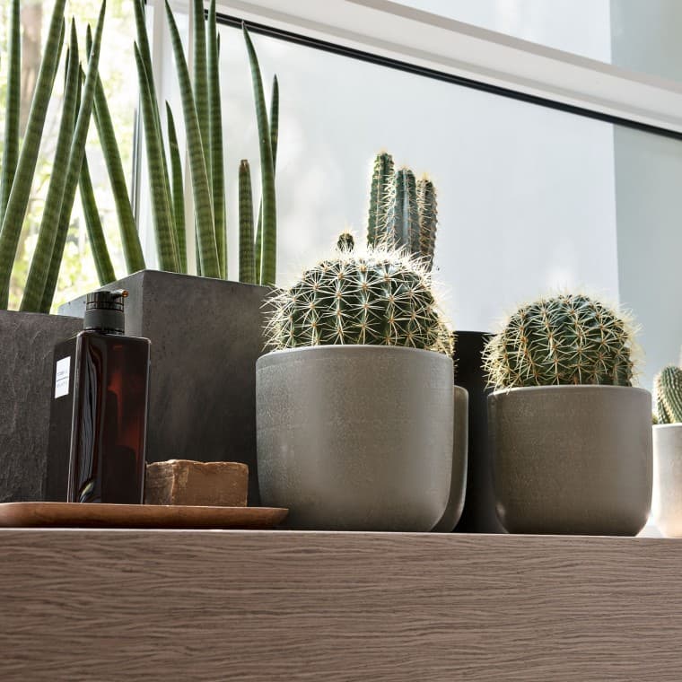 Forskellige planter på en vindueskarm Forskellige planter på en vindueskarm